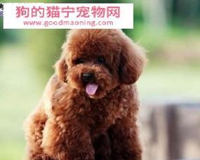 如何让幼犬健康成长（幼犬营养不良的原因与解决方法）