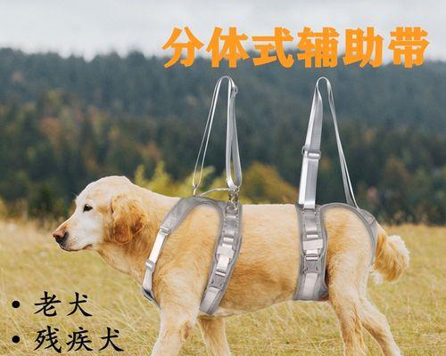宠物幼犬腿折了怎么办（如何处理）