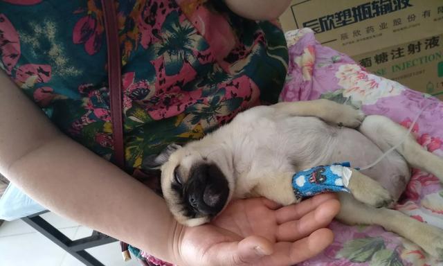 如何保温幼犬细小（宠物主人必知的保暖技巧）