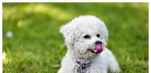 如何准备迎接新成员——幼犬（宠物养成必备知识）