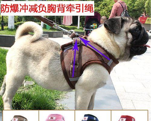 如何选择适合幼犬的牵引绳（宠物爱好者必读）
