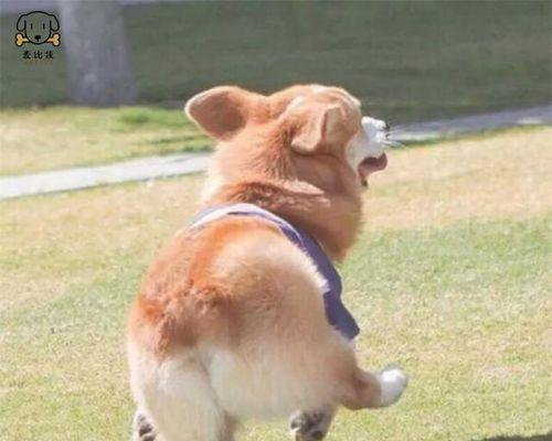 幼犬必须接种的疫苗种类和时机（宠物健康从小抓起）