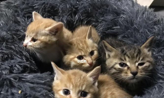 一岁猫咪的抱养指南（如何给年轻的猫咪一个温馨的家）