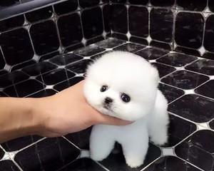 轻松帮你的博美犬洗澡（掌握关键技巧）