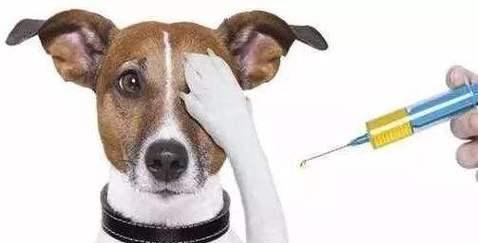 如何为宠物小狗正确测量体温（学会正确的体温测量方法）