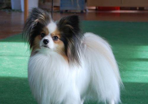 如何帮助蝴蝶犬生存（以宠物为主）