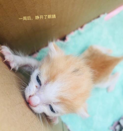 细心呵护，让小猫舒心睁眼（教你正确护理小猫眼睛）