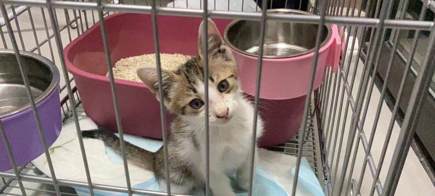 如何识别流浪小猫，保护流浪宠物（从外貌）