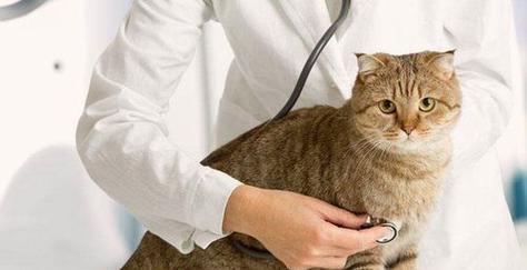 让宠物猫不再随意咬东西（如何训练宠物猫不咬家具和电线）
