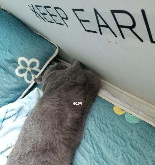 小猫乱拉怎么办（以你的爱之名）