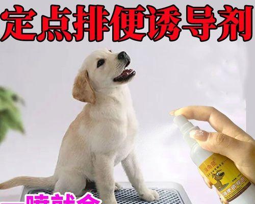 小猫乱拉怎么办（以你的爱之名）