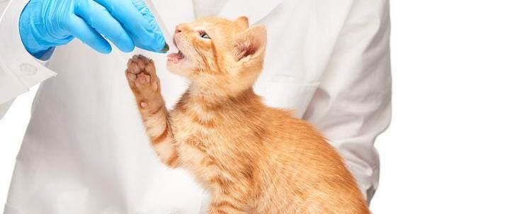 小猫乱拉怎么办（以你的爱之名）