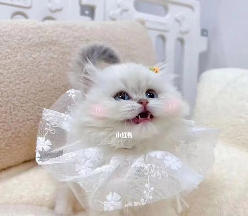 如何高效地抓住小猫（掌握技巧轻松捉拿你的宠物）