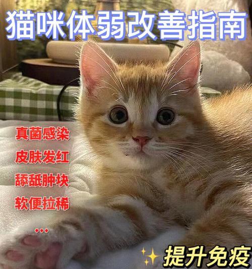 如何测量宠物猫的体温（简单易行的几种方法）