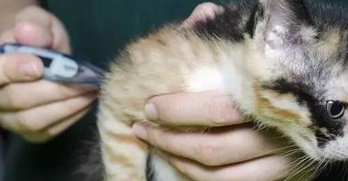 如何测量宠物猫的体温（简单易行的几种方法）