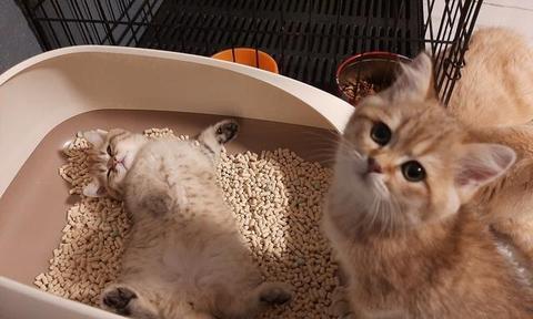 如何刺激小猫排便（让您的宠物健康快乐）