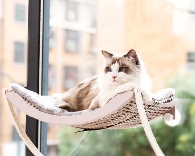 如何防止宠物猫开窗（学会这些方法）