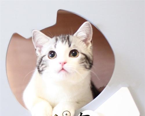 如何辨别纯种美短猫（以宠物为主）