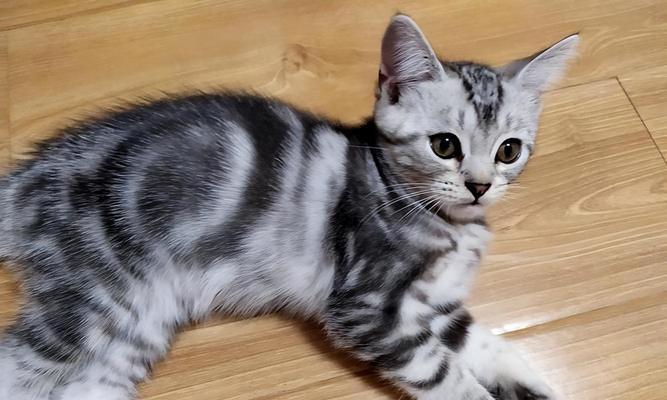 如何辨别纯种美短猫（以宠物为主）