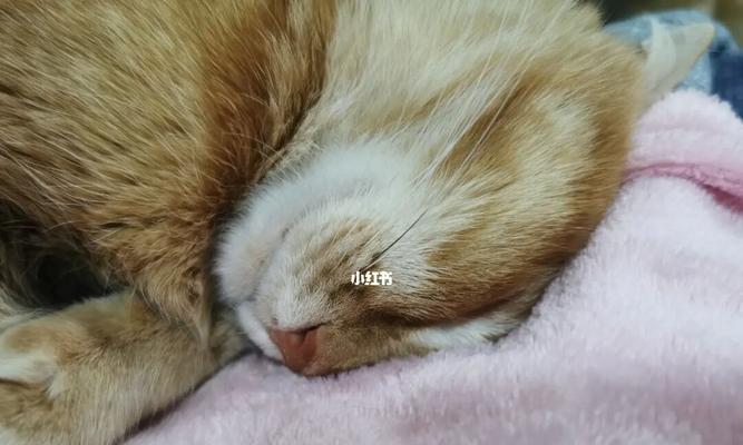 如何让宠物猫停止乱跑（15个简单易行的方法）