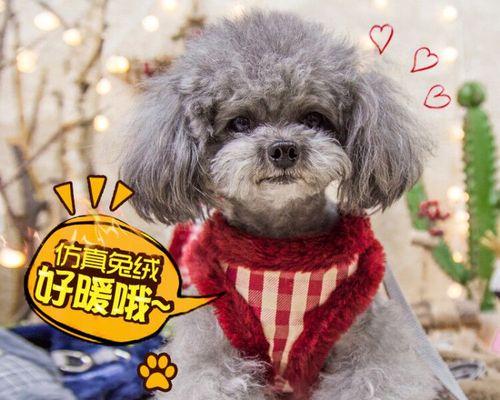 狗绳使用指南（如何正确地给宠物套上狗绳）
