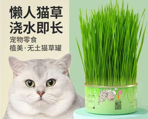 如何给宠物猫正确使用猫薄荷（有效地使用猫薄荷增强猫咪的亲和力）