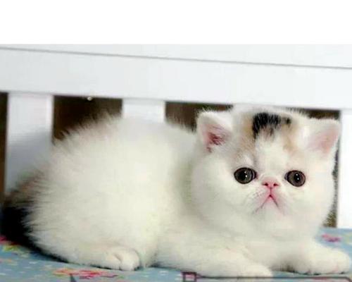 如何正确测量宠物猫咪的呼吸（详细步骤及技巧）