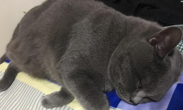 掏耳朵也是关爱，如何正确给猫咪清理耳道（宠物健康全靠你！——从准备工作到操作细节）