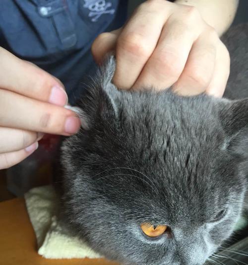 掏耳朵也是关爱，如何正确给猫咪清理耳道（宠物健康全靠你！——从准备工作到操作细节）