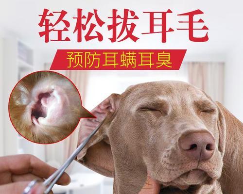 如何正确给宠物猫咪挖耳朵（学会科学的方式）