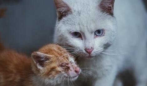 如何正确给宠物猫咪喂胶囊（学会正确的方法）