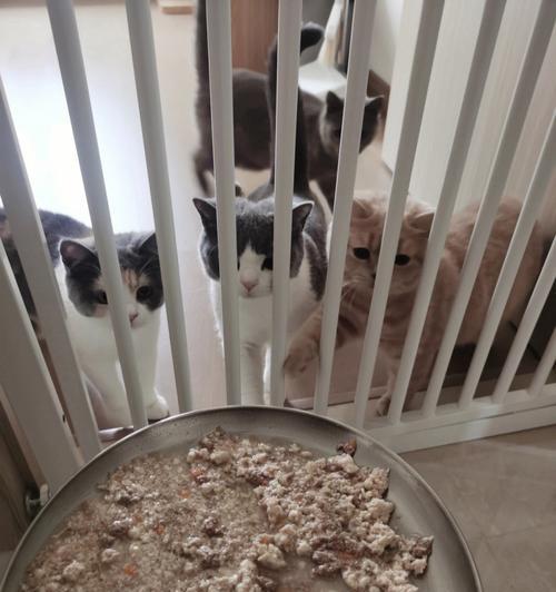 如何为宠物猫咪做营养均衡的猫饭（宠爱从餐桌开始）
