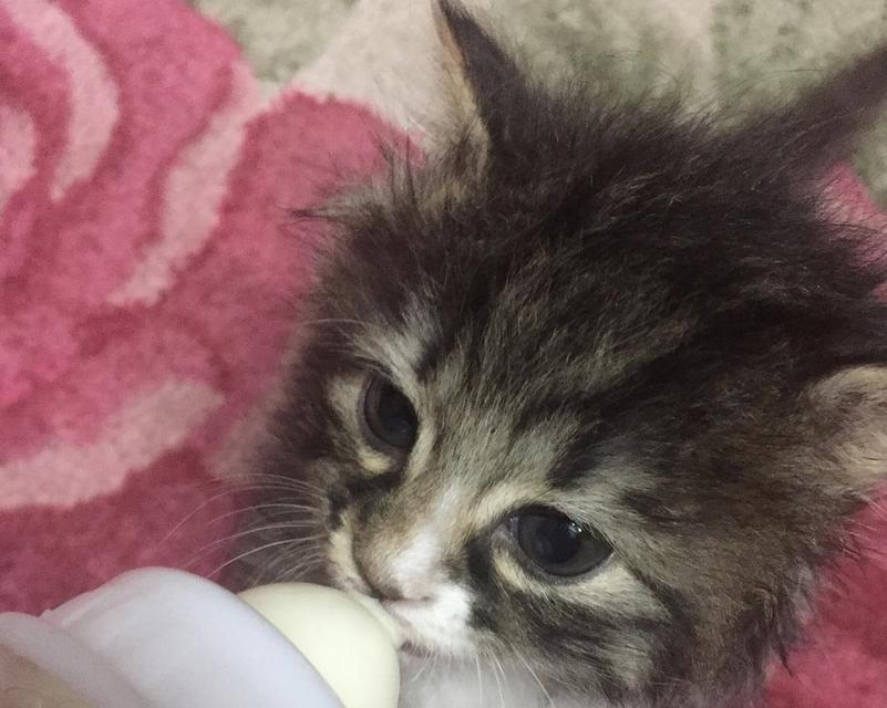 如何正确喂养乳猫（从奶粉的选择到喂养技巧）