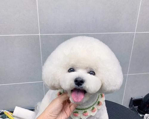 小狗美容，让你的宠物更可爱（如何为小狗做美容）