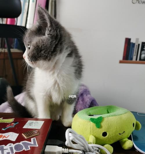 如何加强猫的信号（提高宠物猫的表达能力）