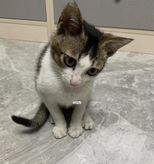如何加强猫的信号（提高宠物猫的表达能力）