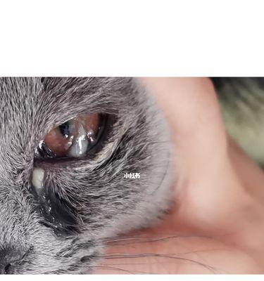 如何检查你的宠物猫咪的眼睛（宠物猫咪眼睛检查步骤及注意事项）