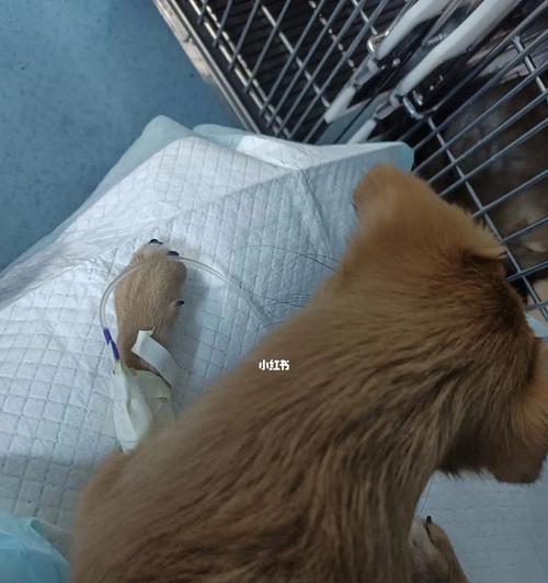 如何检查小狗细小（宠物保健指南）