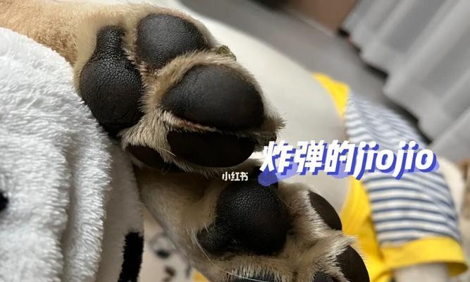 如何正确剪狗狗脚的毛（宠物爱好者必备技能）