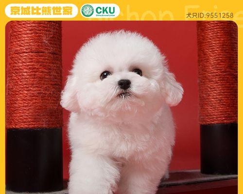 如何准确鉴定狗狗的血统（掌握关键要素）