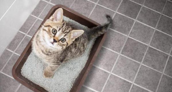 如何让宠物小猫去猫砂（轻松实现训练）