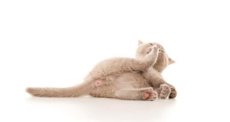 如何训练小猫收爪子（让你的宠物更温顺）