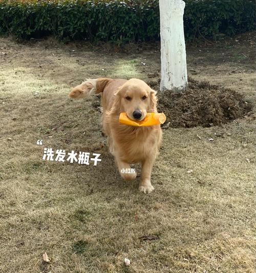 教你如何训练狗狗捡东西（从宠物狗到小助手）