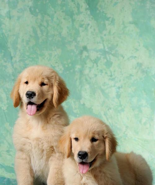 狗狗纯不纯如何鉴别（从宠物犬种）