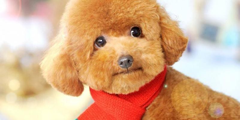 狗狗纯不纯如何鉴别（从宠物犬种）
