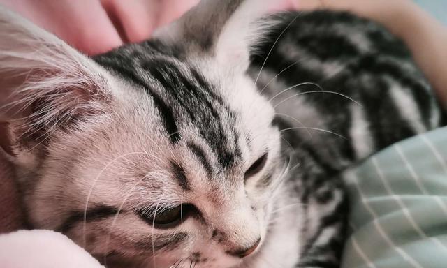 小猫不消化的原因和应对措施（宠物猫的消化系统与不良饮食习惯/如何帮助小猫消化食物）