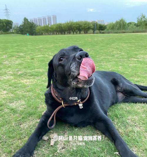 如何帮助宠物克服炮声恐惧（全面指南）