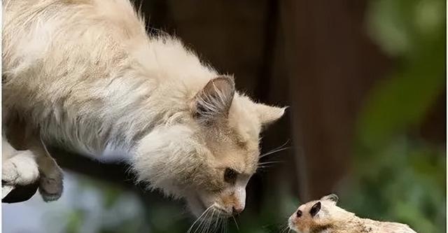 如何防止宠物猫乱抓（宠物猫乱抓的危害及有效预防措施）