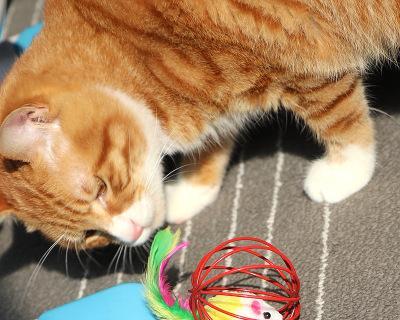 如何防止宠物猫乱抓（宠物猫乱抓的危害及有效预防措施）