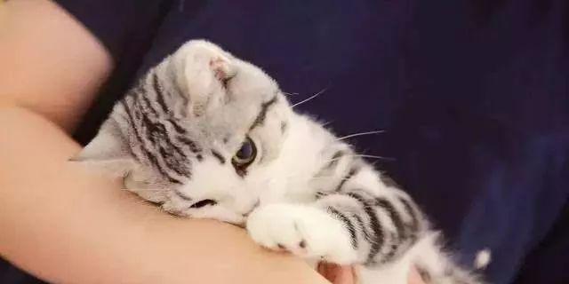 如何防止宠物猫乱抓（宠物猫乱抓的危害及有效预防措施）
